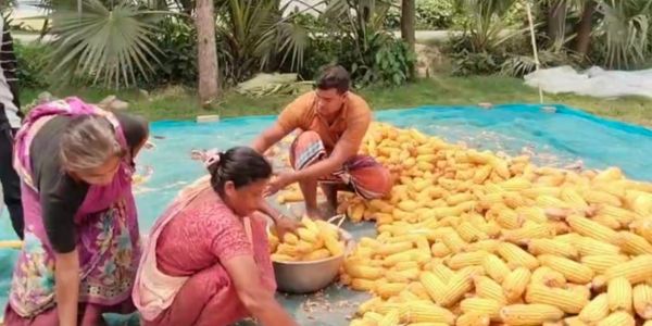 ধামরাইয়ে ভুট্টার বাম্পার ফলনে কৃষকের মুখে স্বস্তির হাসি